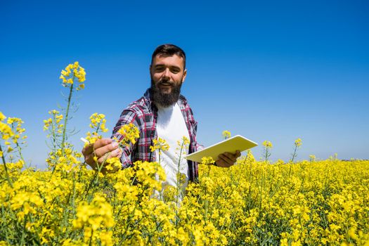 Agronomist is standing in his blooming rapeseed field and examining the progress of crops.