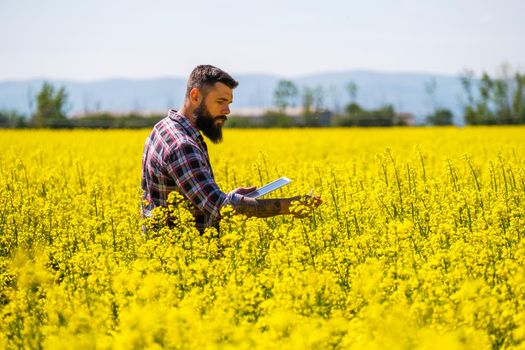 Agronomist is standing in his blooming rapeseed field and examining the progress of crops.