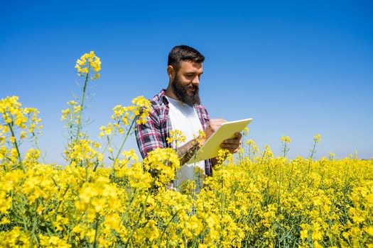 Agronomist is standing in his blooming rapeseed field and examining the progress of crops.