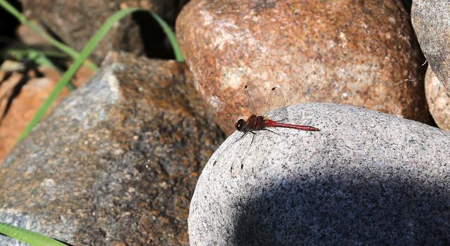 A female common dragonfly resting on a rock. A red insect basks in the sun.