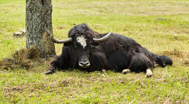 A Tibetan yak calf and a cow lie in the shade, exhausted from the heat. Global climate warming.