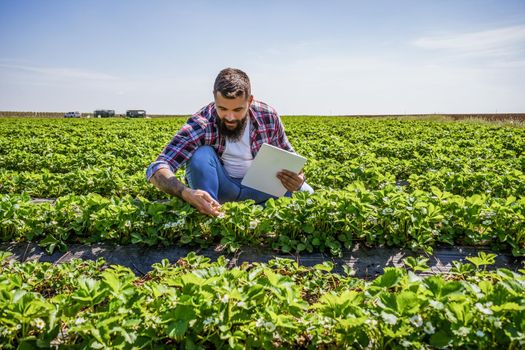 Farmer is examining the progress of crops in his strawberry field.