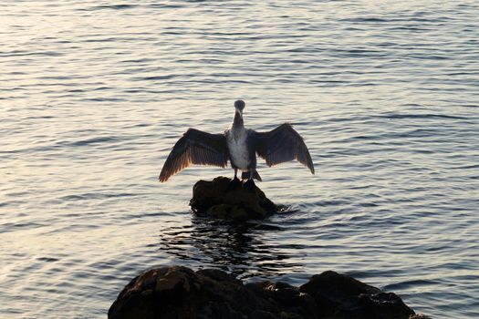 cormorant bird dries its wings on a stone in the sea close-up