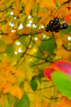 bright autumn background leaves and fruits of chokeberry Bush. High quality photo