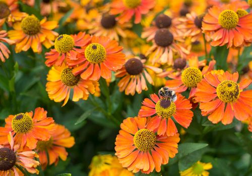 yellow daisy in garden at sunday. bush rudbeckia or black eyed Susan on flowerbed. High quality photo