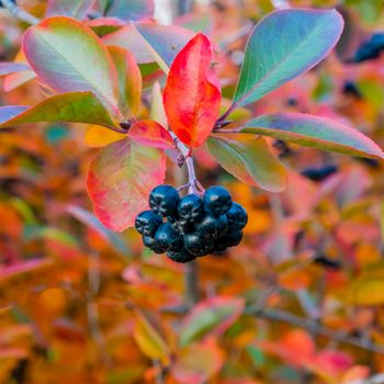 bright autumn background leaves and fruits of chokeberry Bush. High quality photo