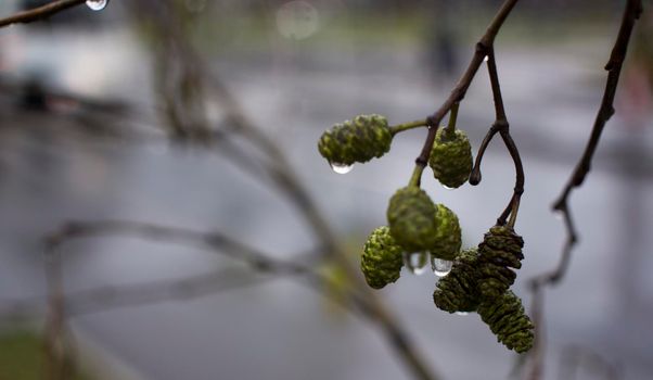 dramatic alder branches with cones and earrings on the background of the autumn sky