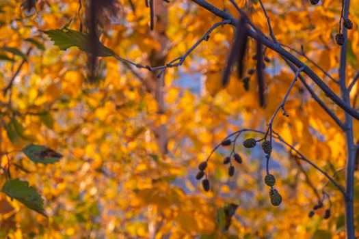 Bright yellow and red autumn leaves hang on branches of trees in forest. Topic - autumn, Indian summer, beautiful withering of nature. alder. . High quality photo