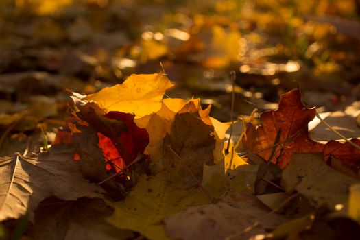 Autumn foliage. Autumn leaves fallen on the ground. Fall leaf. High quality photo