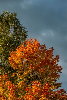 Blue sky with white clouds over the crown of a tree with red and yellow leaves. High quality photo