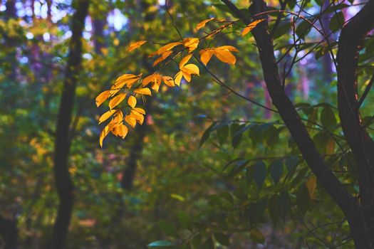 the season of the year between summer and winter, when leaves fall from the trees.Golden branch of autumn among green foliage