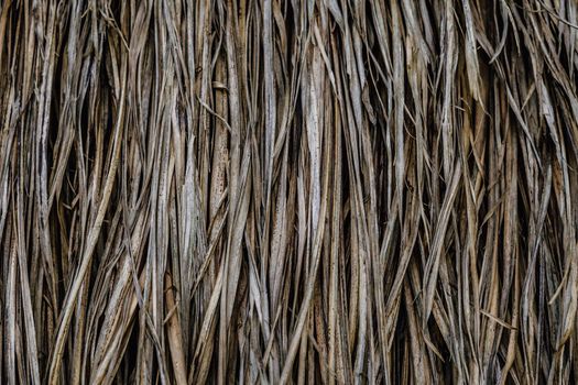 Long dry thin grass, agriculture harvest, pile of hay straw. Texture detail. Association brittle lifeless damage diseased hair. Thatched background wallpaper. Shades of gray brown more tone in stock.