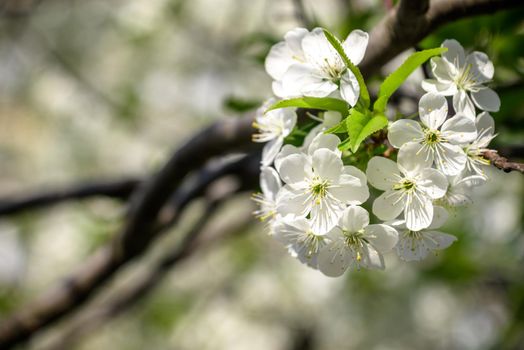 Fruit tree blooming. Chery tree blossom. Spring.