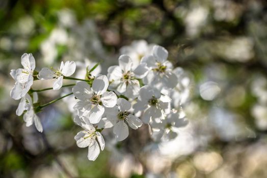 Fruit tree blooming. Chery tree blossom. Spring.