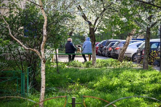 Two old ladies drinking hot tea from travel mugs, sitting on bench in sunny park with a dog. View from back.