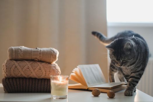 cozy home atmosphere and still life with a cat, candle, book and sweaters on a table
