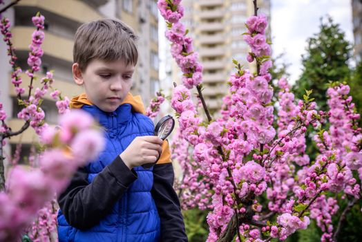 Little boy looking at flower through magnifier. Charming schoolboy exploring nature. Kid discovering spring cherry blossoms with magnifying glass. Young biologist, curious child outdoor activity.