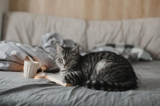 funny scottish straight cat lying in a bed with a book, cozy home atmosphere