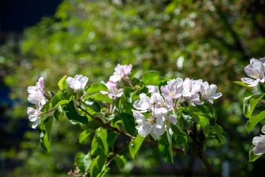 Fruit tree blooming. Chery tree blossom. Spring.
