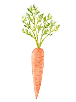 watercolor orange carrot vegetable isolated on white background