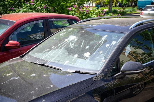hood of car with lot of bird droppings, bad parking concept.