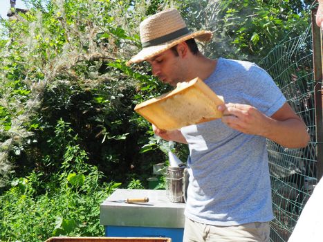 Beekeeper working with bees and beehives on the apiary. Beekeeping concept. Beekeeper harvesting honey Beekeeper on apiary.