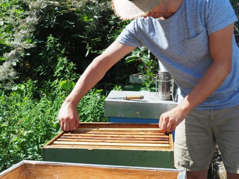 Beekeeper working with bees and beehives on the apiary. Beekeeping concept. Beekeeper harvesting honey Beekeeper on apiary.