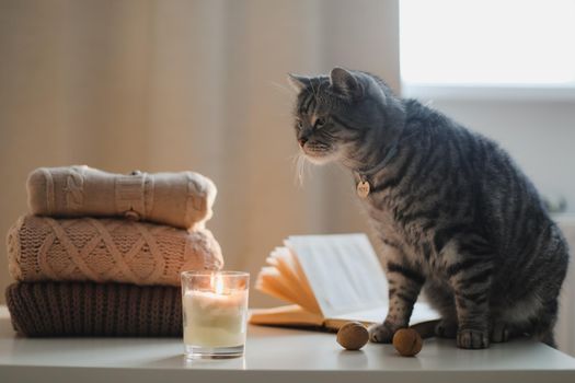 cozy home atmosphere with a funny cat, candle, book and sweaters.