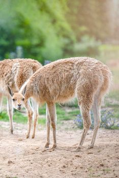 Vicuna. Several vicunas stand on a hillock in the evening sun and eat grass. An animal similar to a llama or alpaca