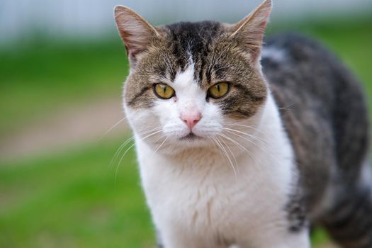 Cute cat close-up on a white-green background. The cat is walking around the yard.