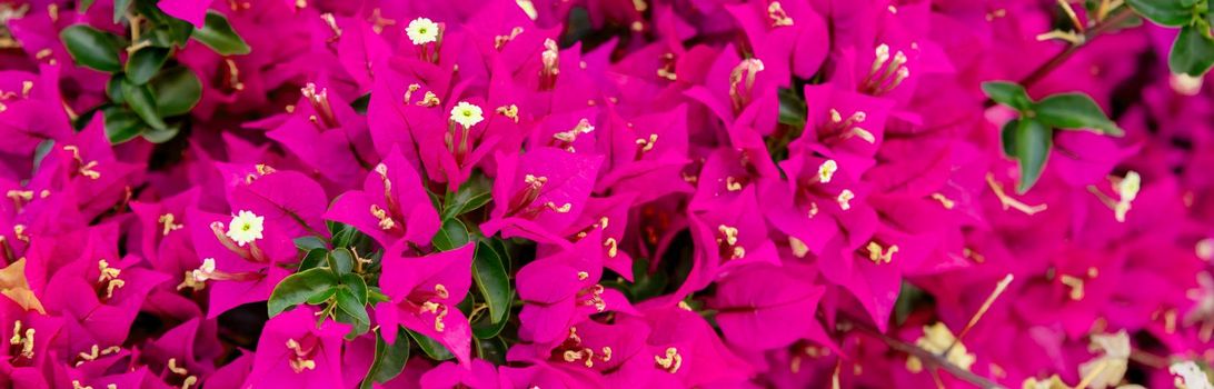 Blooming pink flowers background. Bright magenta bougainvillea flowers as a floral background. Bougainvillea Blossom