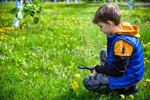 Little boy looking at flower through magnifier. Charming schoolboy exploring nature. Kid discovering spring cherry blossoms with magnifying glass. Young biologist, curious child outdoor activity.