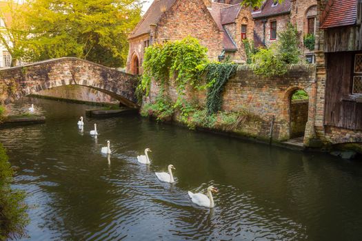 Delicate Swans line floating on Brugge canal with bridge, Belgium