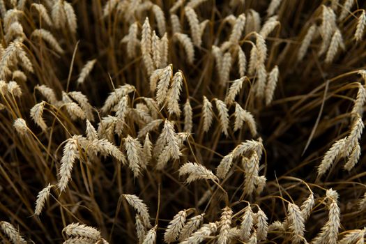 Golden wheat field under a setting sun.Organic golden ripe ears of wheat on agricultural field