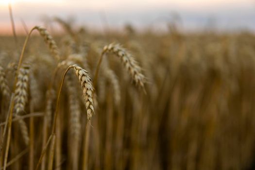 The concept of a rich harvest. Wheat field with ears of golden wheat