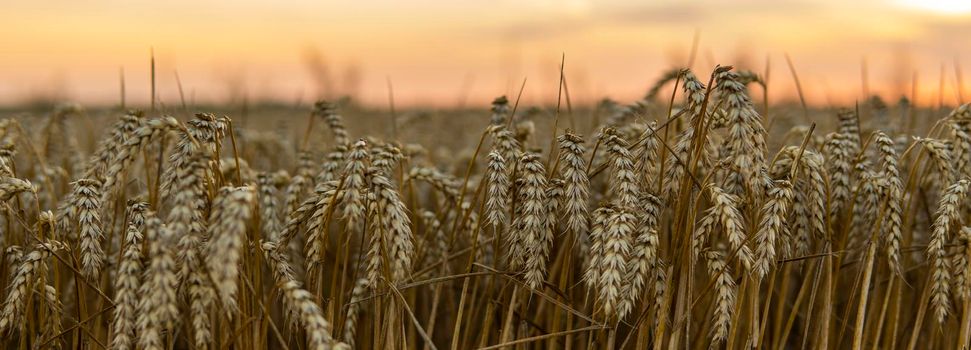 Golden wheat field under a setting sun.Organic golden ripe ears of wheat on agricultural field