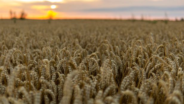 Close up of ripe wheat ears. Ripening ears of golden field. Agriculture scene of sun setting over the yellow meadow