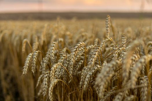 Close up of ripe wheat ears. Ripening ears of golden field. Agriculture scene of sun setting over the yellow meadow