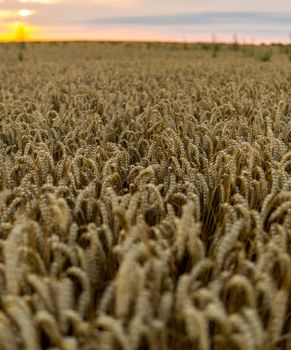 Wheat field. Ears of golden wheat close up. Rich harvest concept