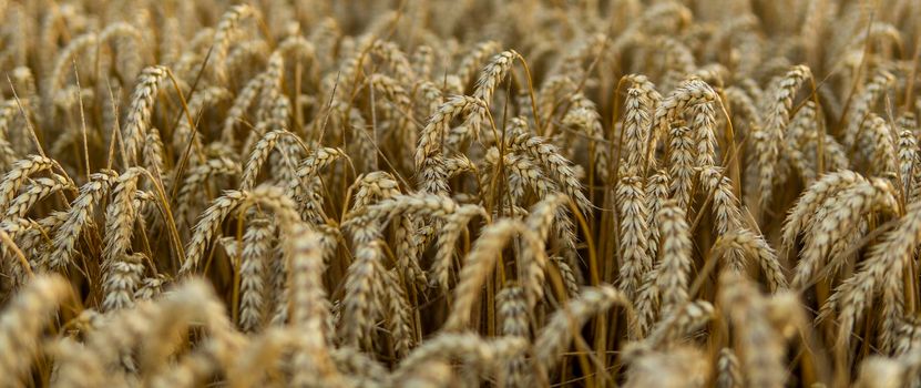 Ripening ears of the gold wheat on a sunset field. Rich harvest concept. Wheat field with ears of golden wheat close up. Beautiful Agricultural field sunset landscape