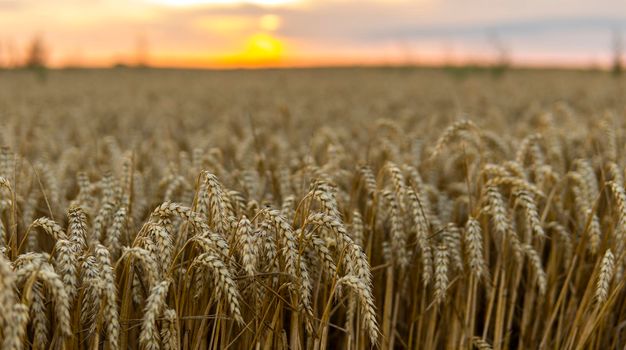 Gold Wheat Field. Ripening ears of meadow wheat field. Concept of great harvest and productive seed industry. Organic golden ripe ears of wheat on agricultural field