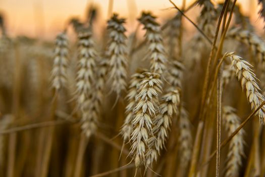 Ripening ears of the gold wheat on a sunset field. Rich harvest concept. Wheat field with ears of golden wheat close up. Beautiful Agricultural field sunset landscape