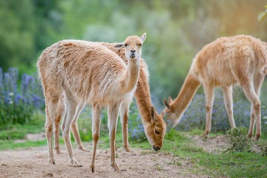 Vicuna. Several vicunas stand on a hillock in the evening sun and eat grass. An animal similar to a llama or alpaca