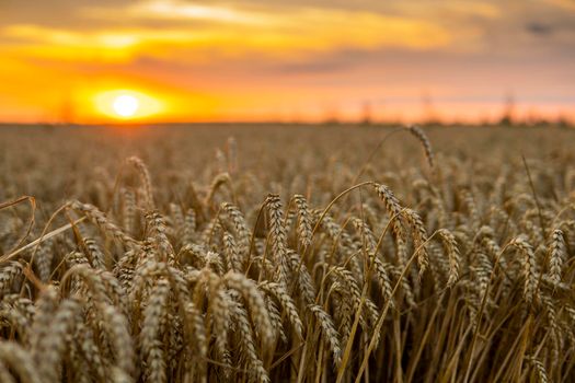 Golden wheat field at sunset. Harvest scenery in the countryside. Agriculture