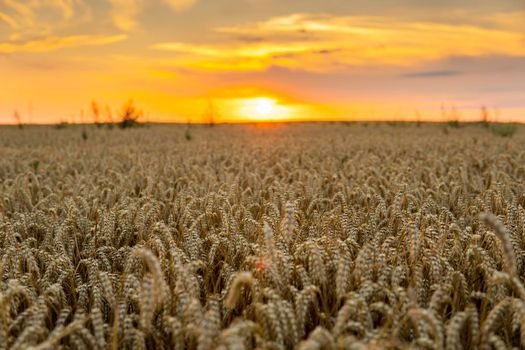 Golden wheat field at sunset. Harvest scenery in the countryside. Agriculture