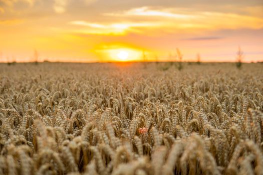 Scene of sunset on the agricultural field with golden ears of wheat in the summer with a cloudy sunset sky background. Landscape