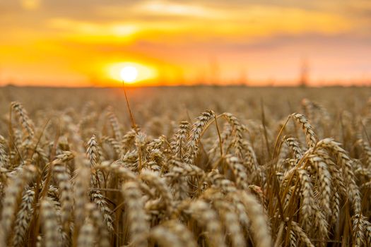 Scene of sunset on the agricultural field with golden ears of wheat in the summer with a cloudy sunset sky background. Landscape