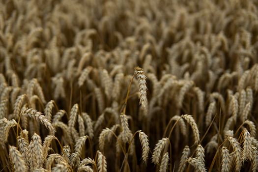 Wheat field. Ears of golden wheat close up. Rich harvest concept