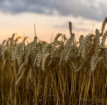 Golden wheat field under a setting sun.Organic golden ripe ears of wheat on agricultural field