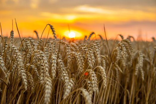 Scene of sunset on the agricultural field with golden ears of wheat in the summer with a cloudy sunset sky background. Landscape